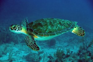 Green-Sea-Turtle-061022-French-Reef-KL-IMG_4313-800x533